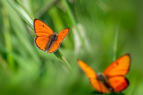 Free Two vivid orange butterflies perched on lush green grass in a natural setting, showcasing wildlife beauty. Stock Photo