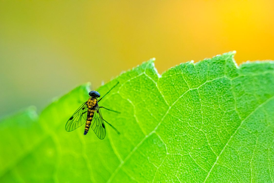 Leaf With Insects An Insect on Green Leaf · Free Stock Photo