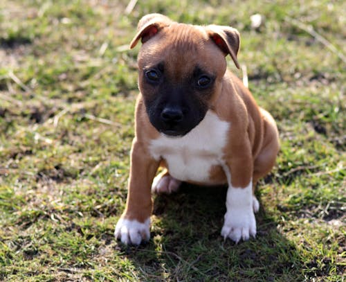 芝生のフィールドでのアメリカンピットブルテリアの子犬の選択的焦点写真