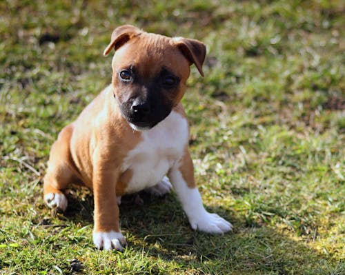 무료 잔디 필드에 앉아 미국 핏불 테리어 강아지의 선택적 초점 사진 스톡 사진