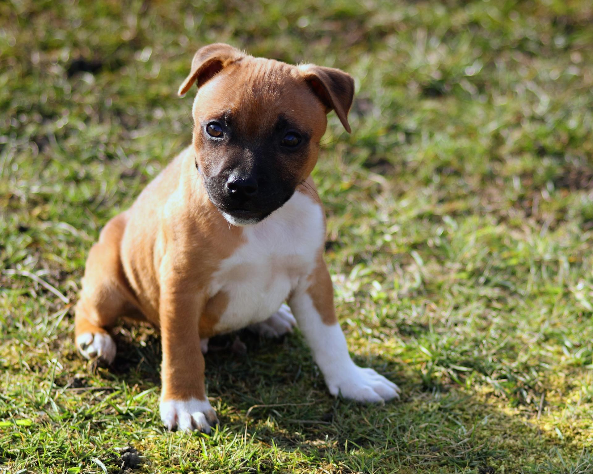 Photographie sélective d'un chiot américain Pit Bull Terrier assis sur un champ d'herbe