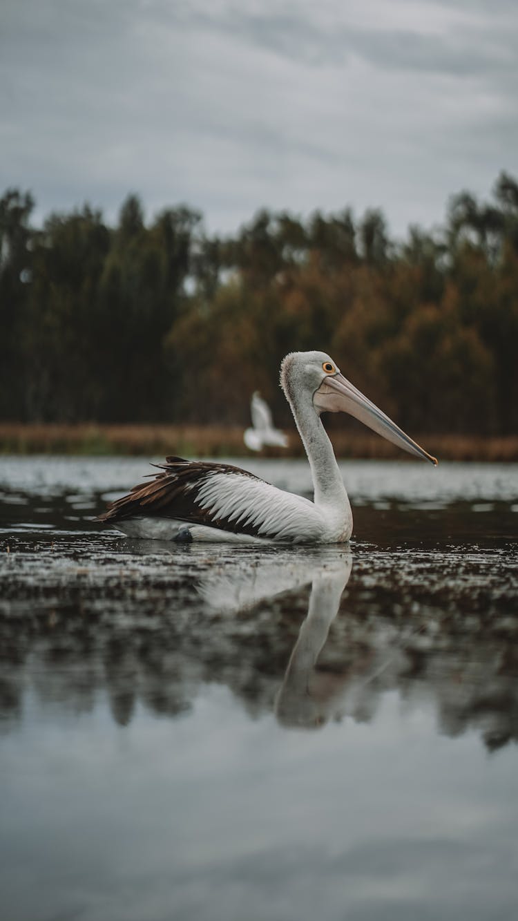 A Pelican On The Water