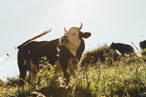 Vache Brune Et Blanche Sur Grassfield