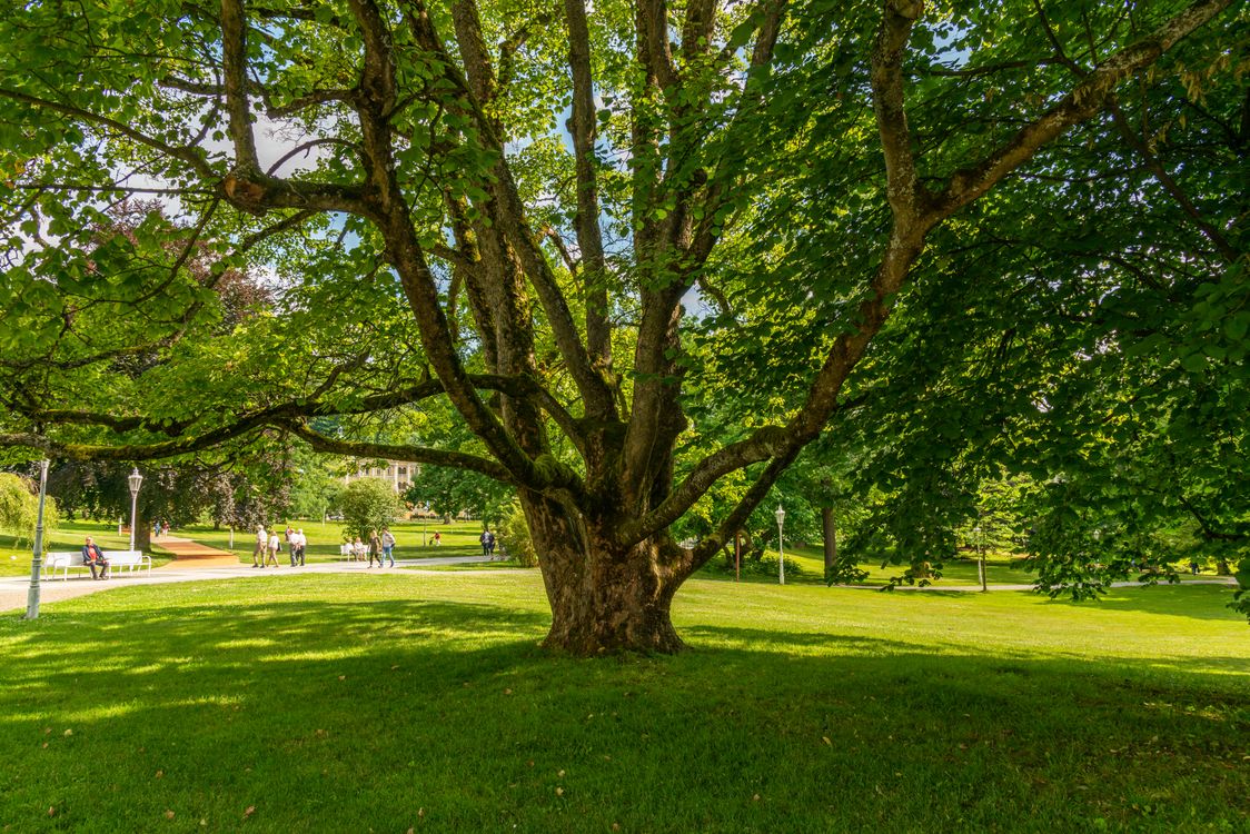 A Tree in a Park · Free Stock Photo