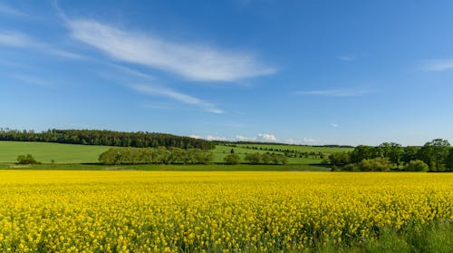 Darmowe zdjęcie z galerii z gospodarstwo, krajobraz, kwiat