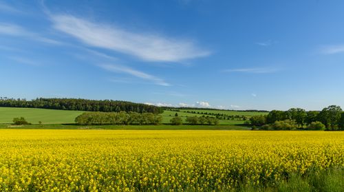 Free Expansive yellow flower field in the countryside under a bright blue sky, perfect for rural and nature themes. Stock Photo