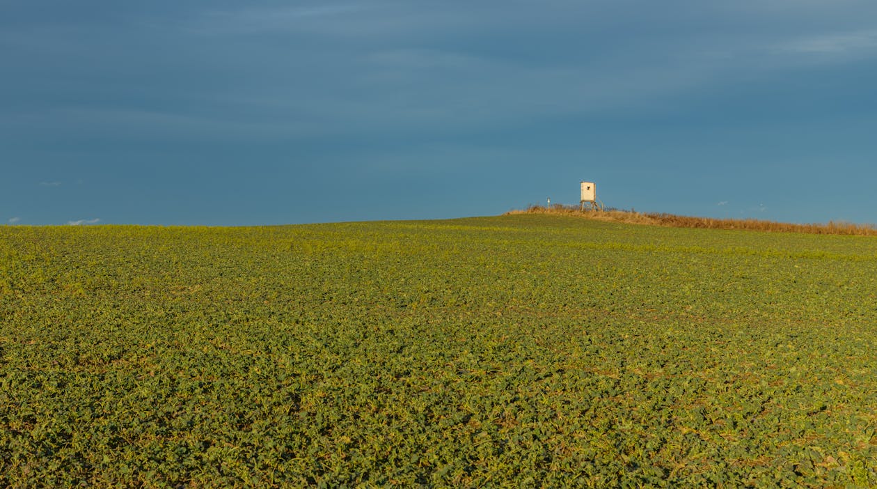 Green Leaves of Crops in the Farmland