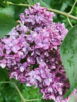 Close-up of wet purple lilac blossoms with green leaves and dew drops, highlighting nature's beauty.