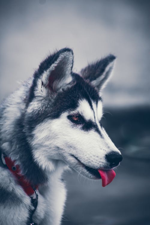 White and Black Siberian Husky