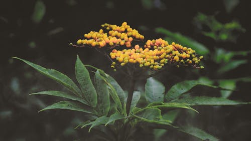 노란색과 녹색 잎 식물