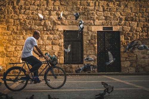 Gratis stockfoto met birds_flying, buiten, fiets