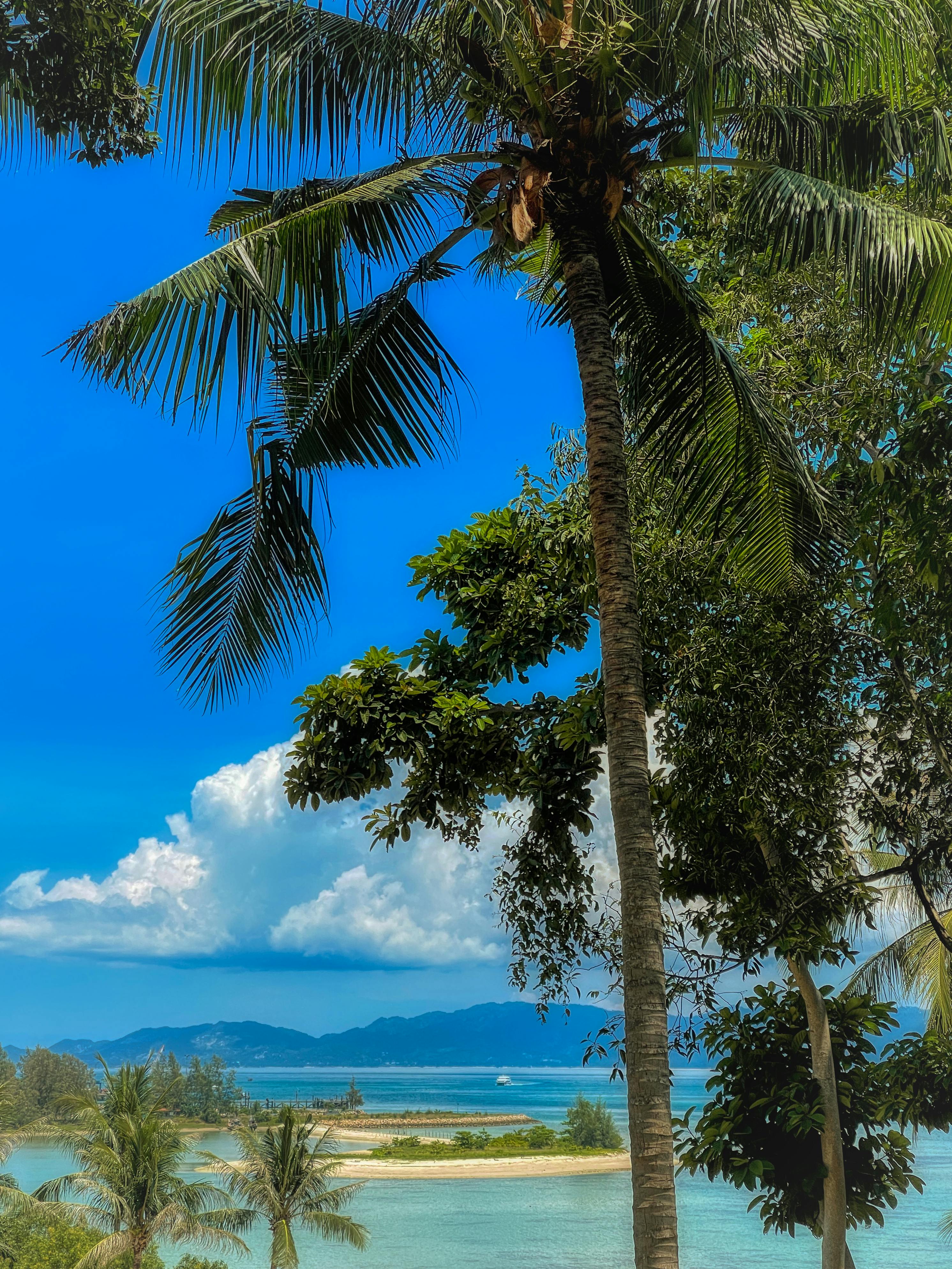 Coconut Tree Near a Body of Water · Free Stock Photo