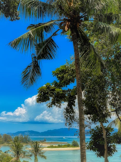 Coconut Tree Near a Body of Water