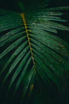 Close-up of a vibrant green palm frond wet with rainwater, showcasing nature's elegance.