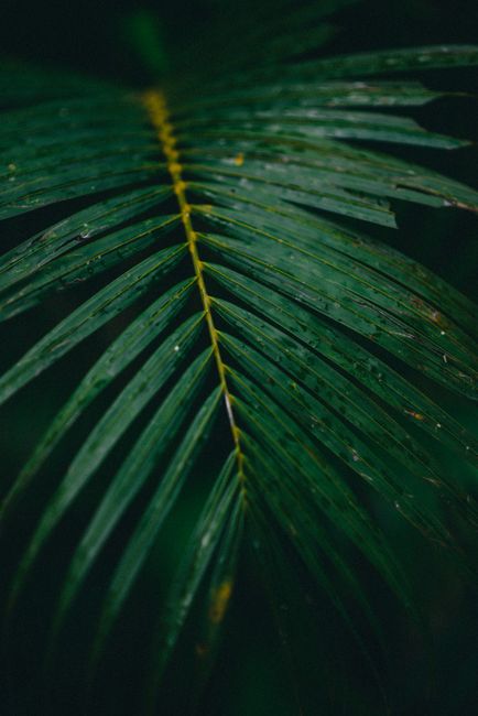 Close-up of a vibrant green palm frond wet with rainwater, showcasing nature's elegance.
