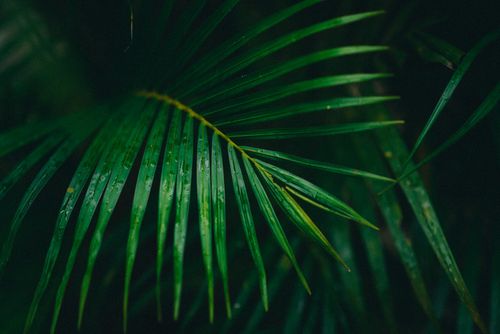 Free Close-up of fresh green palm leaves with raindrops, creating a serene and refreshing natural scene. Stock Photo