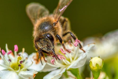 Free Black and Brown Bee on White Flower Stock Photo