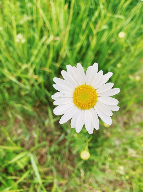 Free Beautiful white daisy flower with yellow center in a lush green meadow, highlighting nature's simplicity. Stock Photo