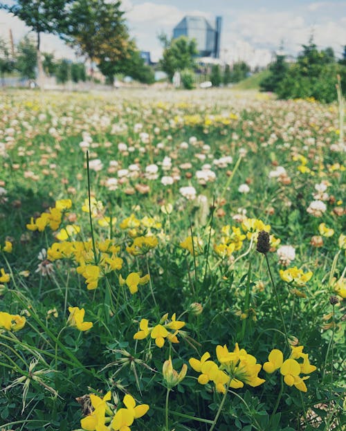 Ingyenes stockfotó fű, mező, sárga virágok témában Stockfotó