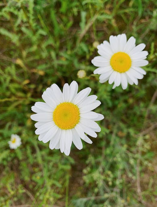 Immagine gratuita di avvicinamento, erba verde, fiori bianchi
