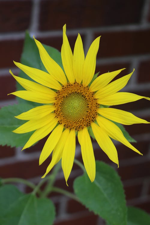 Close-Up Shot of a Sunflower