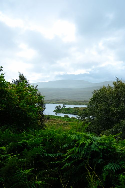 Free A tranquil tropical scene featuring lush ferns, calm river, and distant mountains. Stock Photo