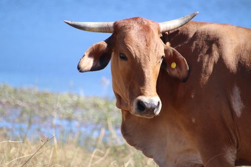 Free A detailed photo of a brown bull with horns and a yellow ear tag beside a lake. Stock Photo