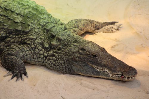 Close-Up Shot of a Crocodile 