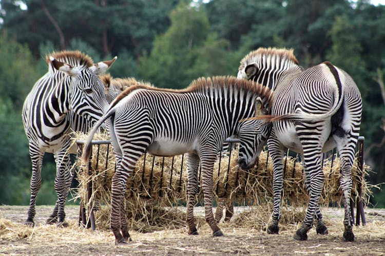 Zebras Eating Hay From Trough