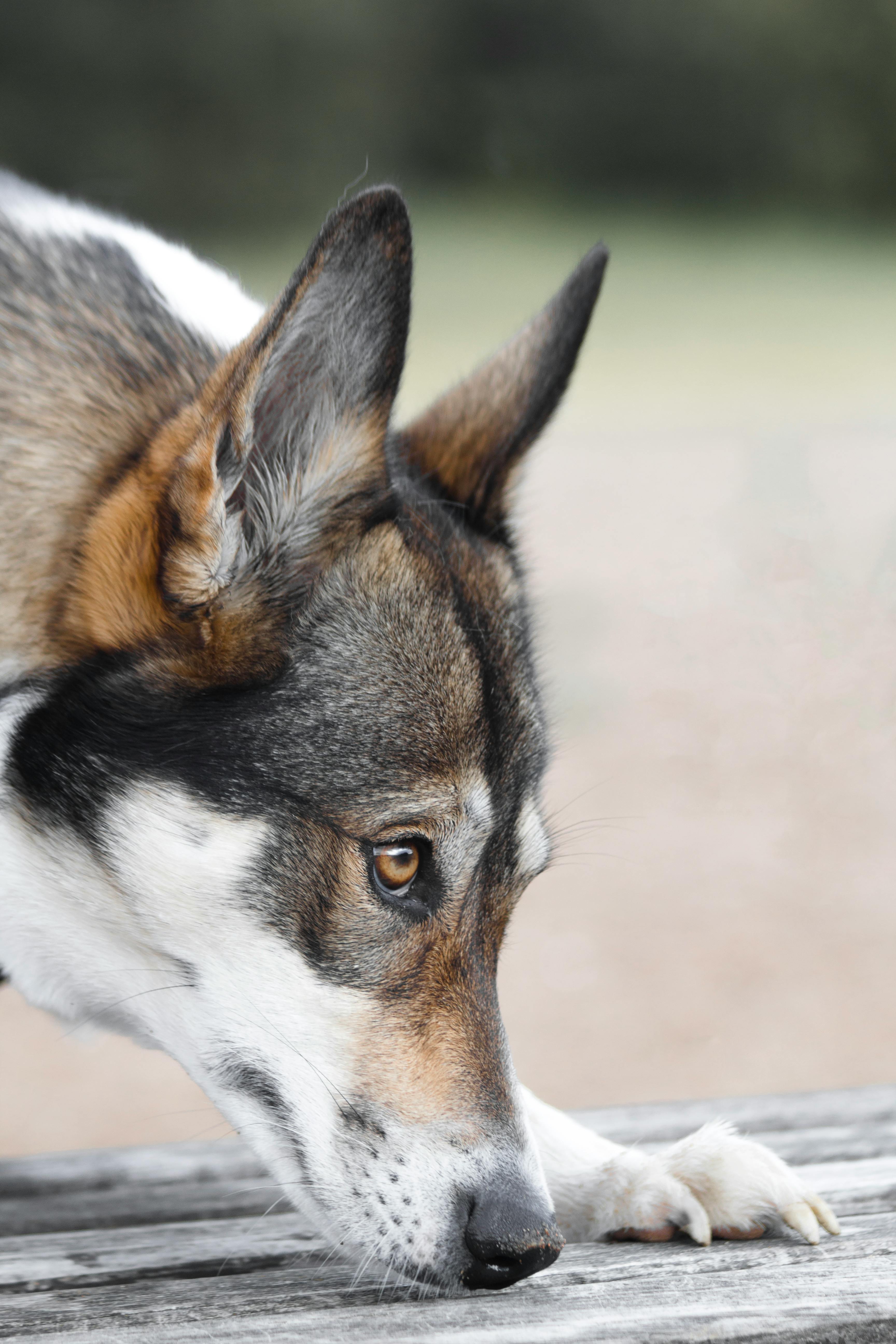 Short Coated Dog Smelling the Wooden Bench