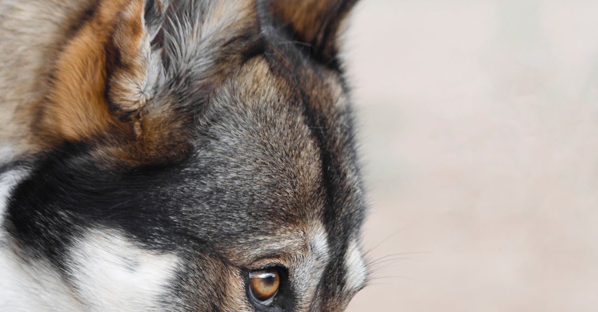 Short Coated Dog Smelling the Wooden Bench