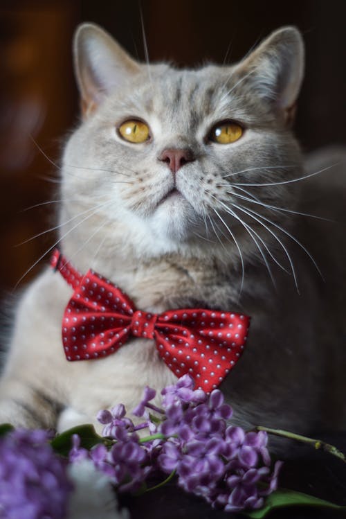 Foto d'estoc gratuïta de corbata de llaç, felí, fotografia d'animals