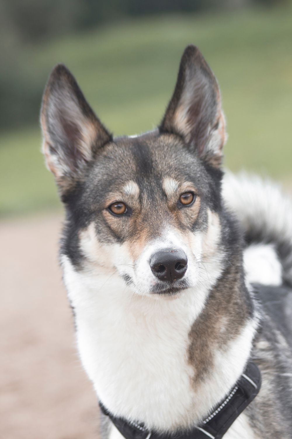West Siberian Laika, photo 5