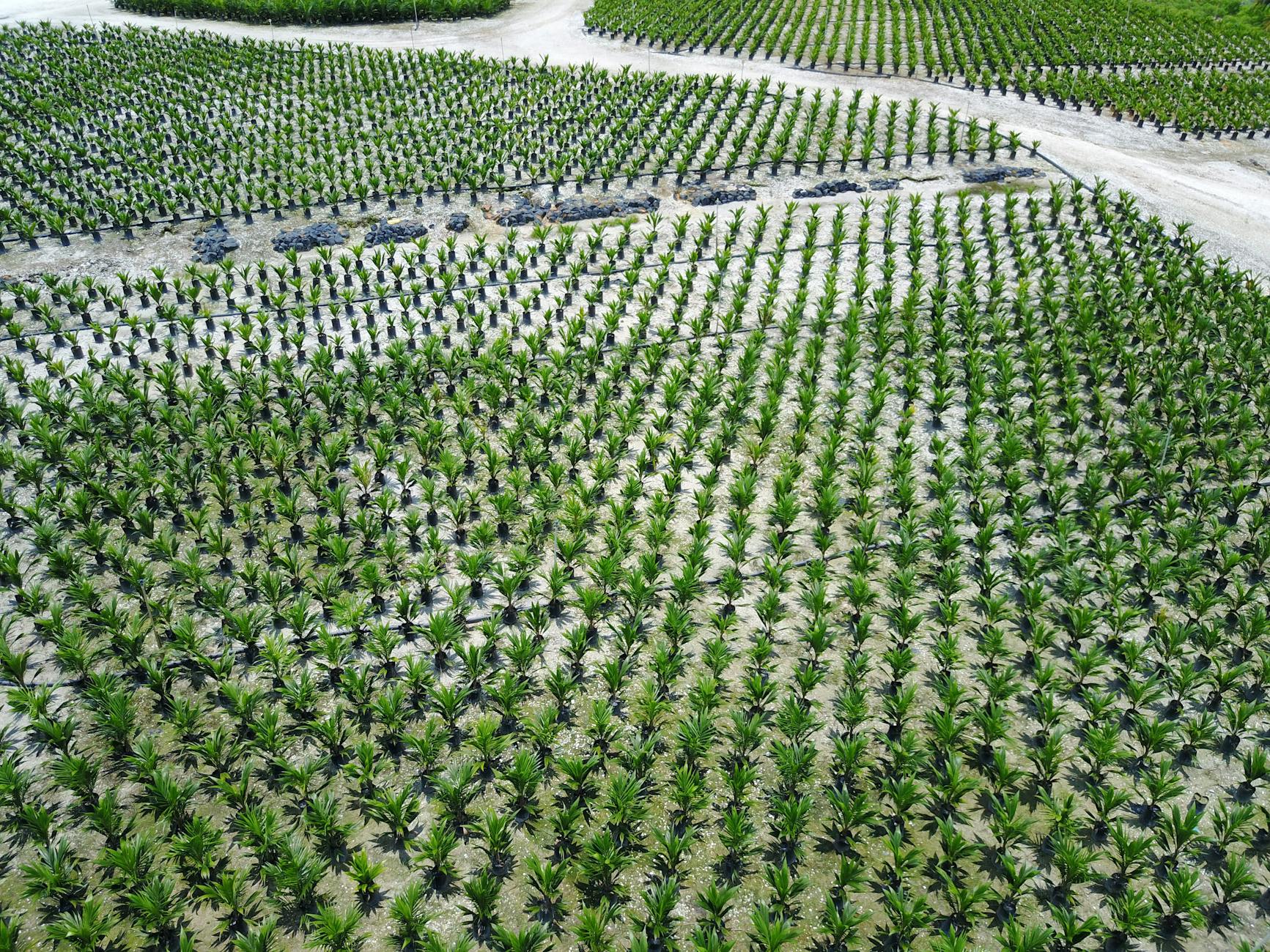 Free Stock Photo Of Nursery Oil Palm Plantation