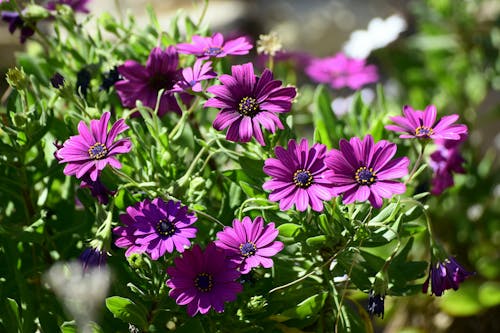 Immagine gratuita di bellissimo, cape marguerite, delicato