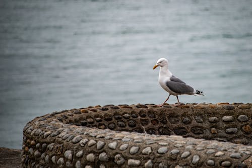 A Close-Up Shot of a Seagull