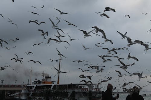 Безкоштовне стокове фото на тему «вода, зграя птахів, міграція»