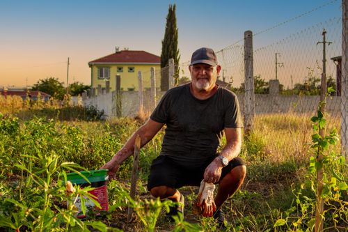 Free Senior man gardening in a rural field, surrounded by plants and sunshine. Stock Photo