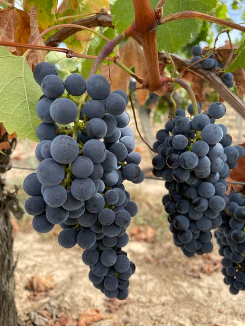 Close-up of ripe grapes hanging on vines in a vineyard, showcasing nature's bounty.
