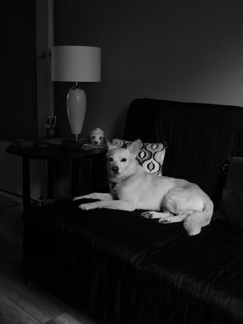 Foto d'estoc gratuïta de animal, blanc i negre, caní