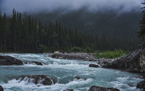 Green Pine Trees Beside the River