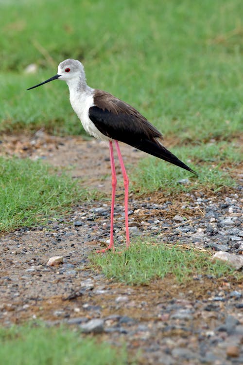 Imagine de stoc gratuită din a închide, animal, aviar