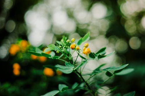 Yellow Flower Buds and Green Leaves