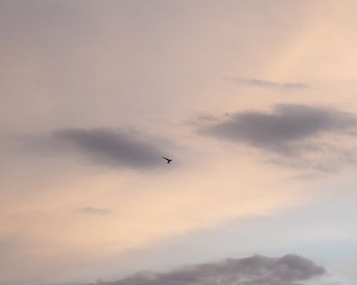 Free A lone bird gracefully flies against a backdrop of dreamy clouds in the twilight sky. Stock Photo