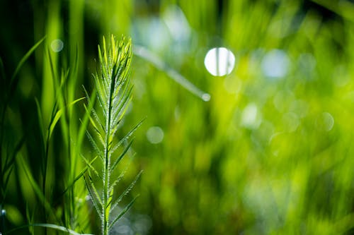 Close-Up of a Green Plant