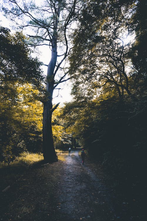 Foto profissional grátis de andando, árvores, calçada