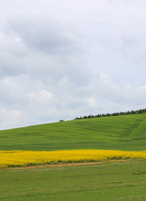 Yellow Flowers in Green Grass Field