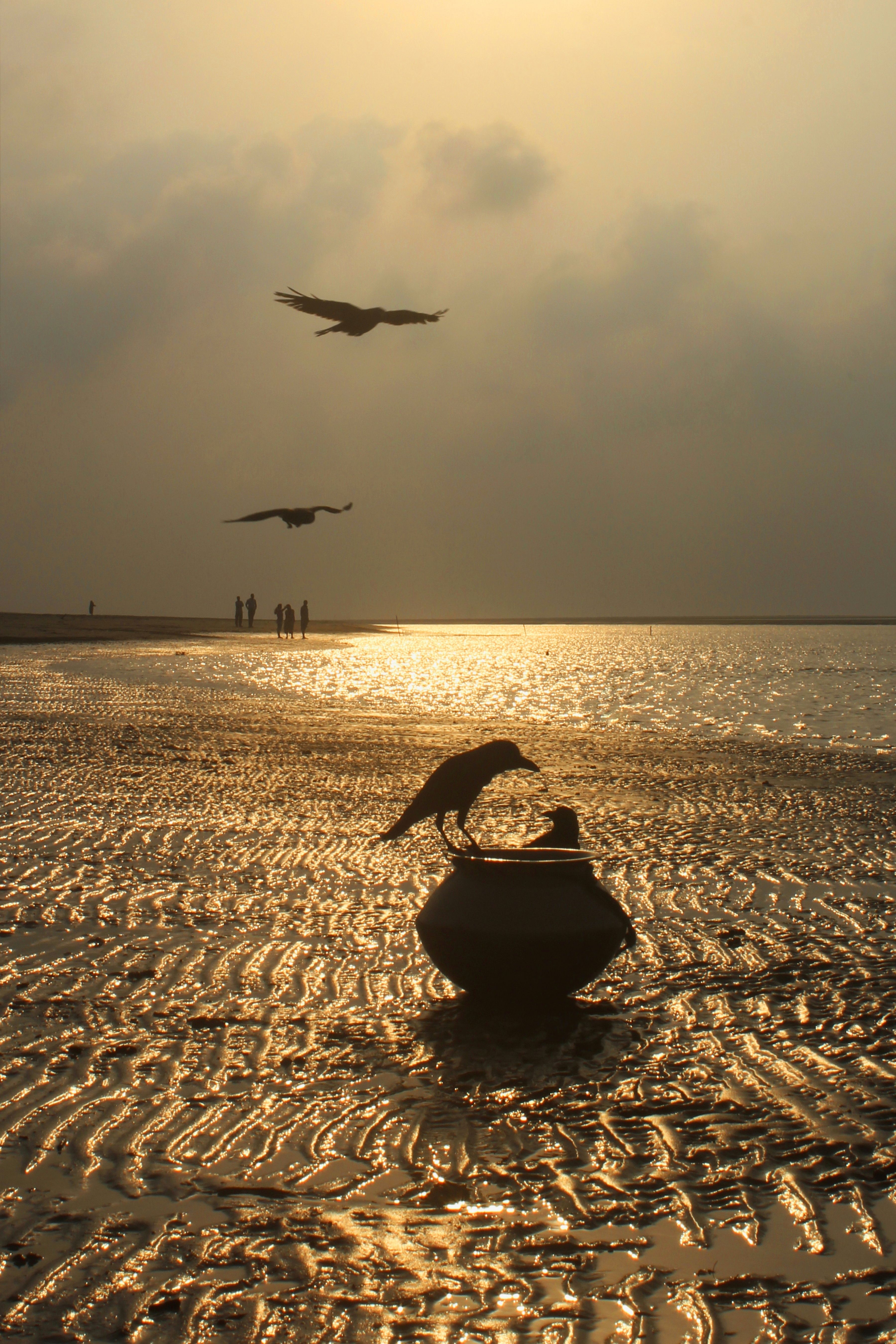 Silhouette of Birds Flying Over the Sea During Sunset · Free Stock Photo