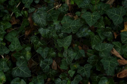 Common Ivy Plants