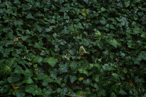 Cluster of Green Leaves